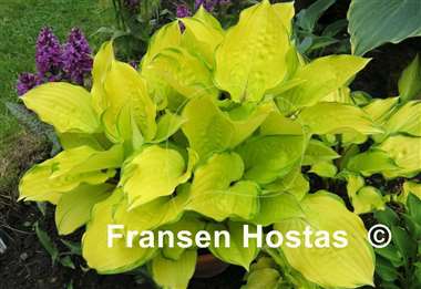 Hosta Red Petioles FH Collection 2024